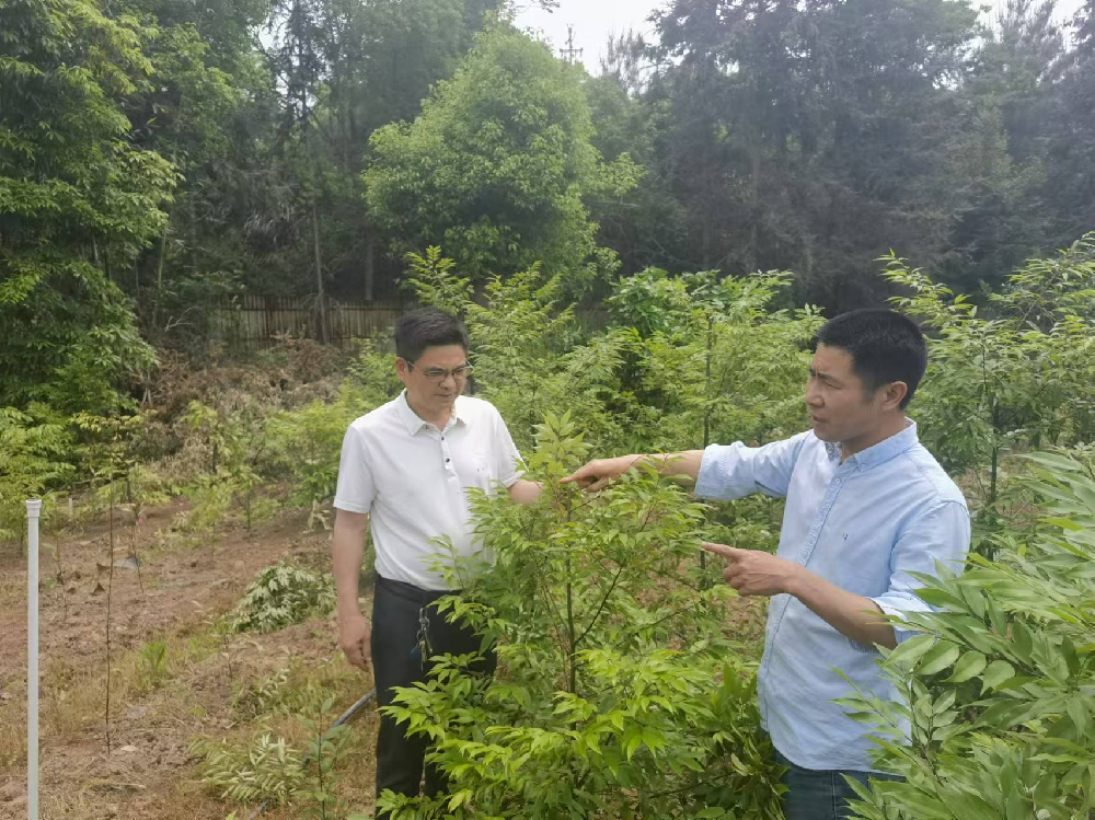 福建省“紅錐良種選育與繁育技術研究”攻關項目研討會在永安林業(yè)召開